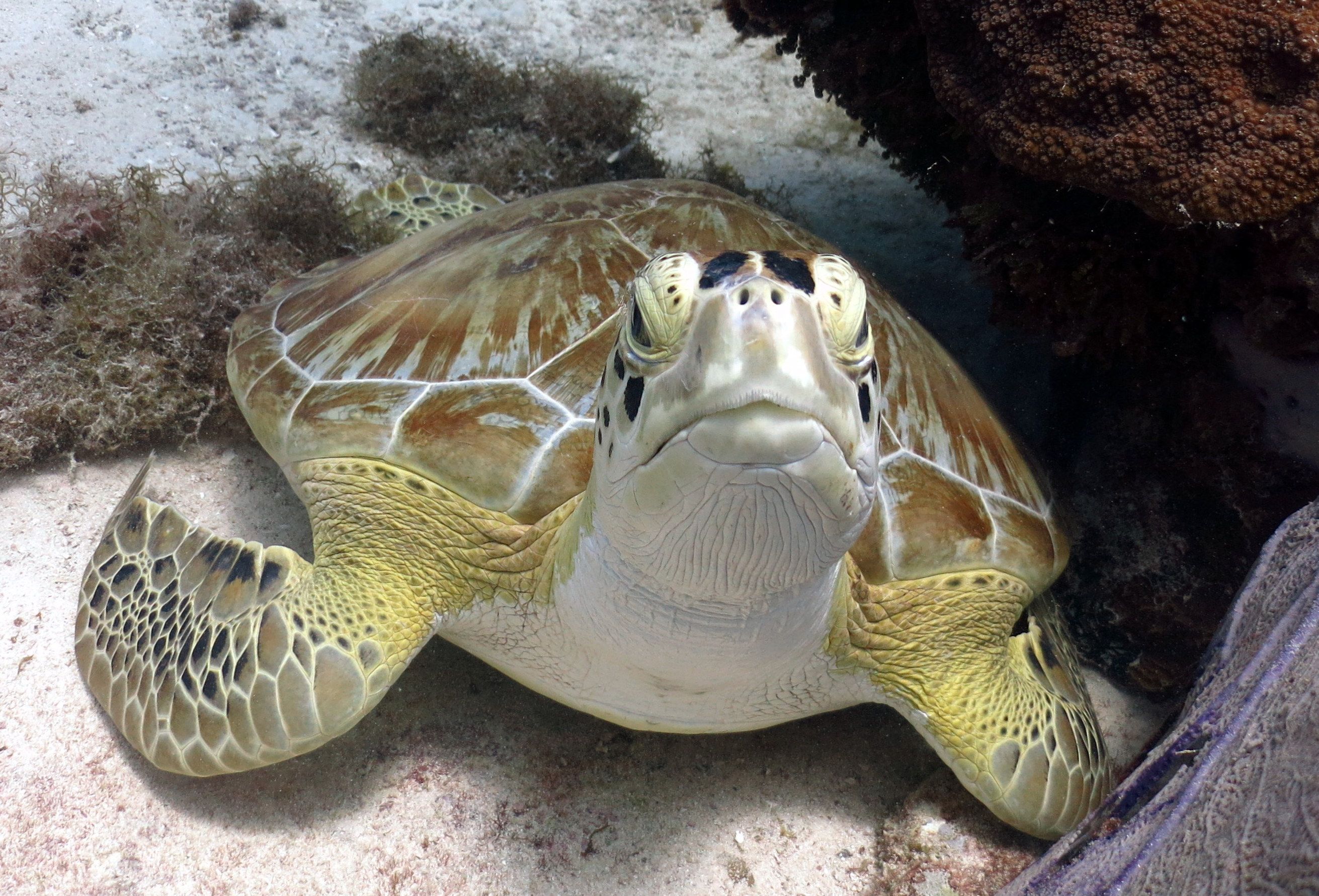 tortue de mer penon